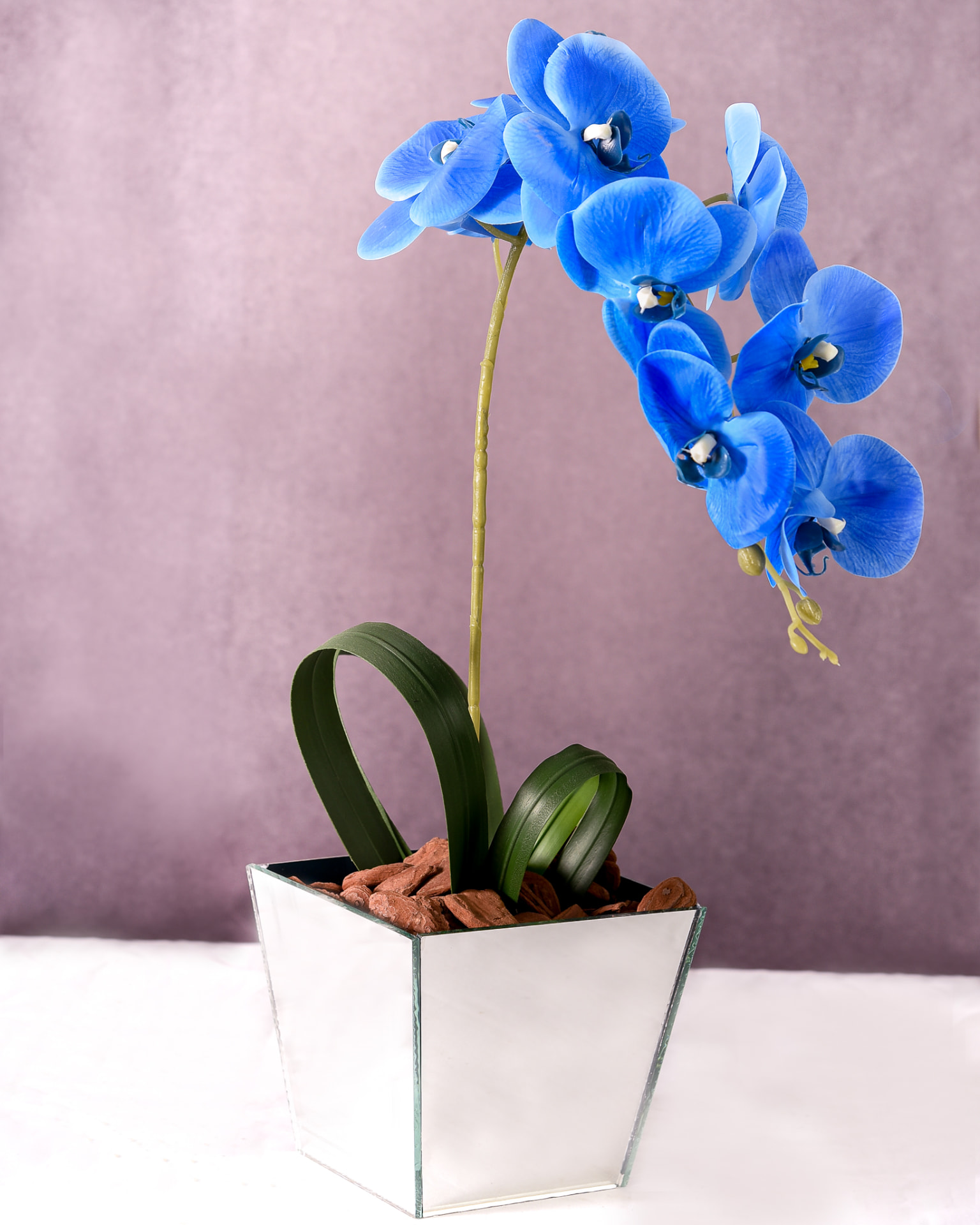 Orquidea azul em vaso quadrado espelhado