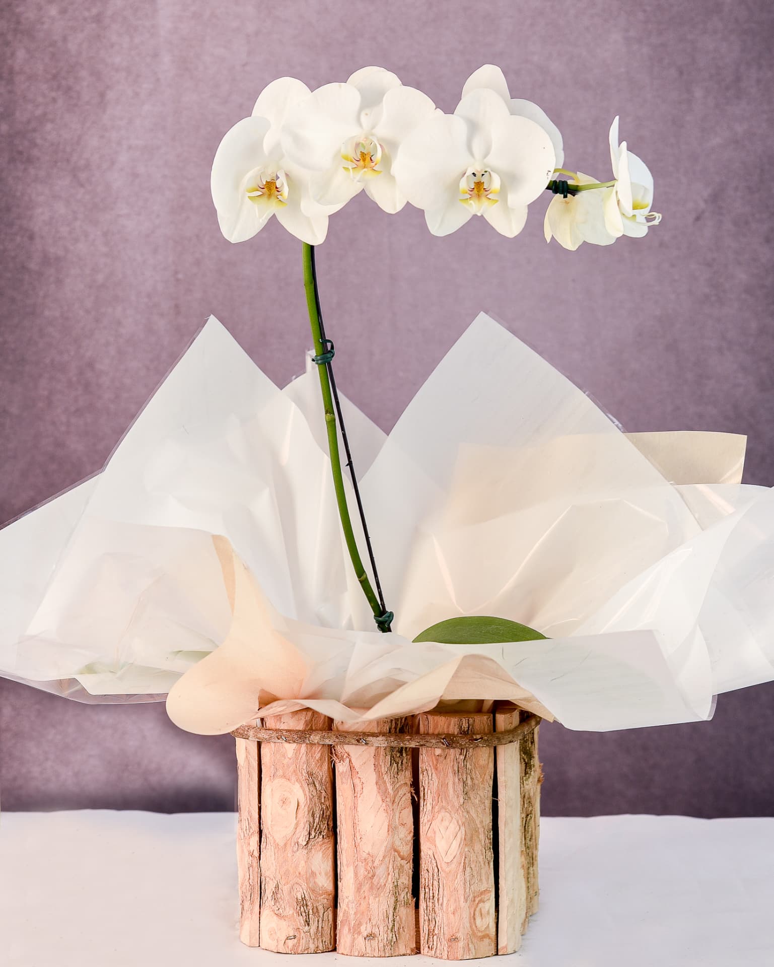 Orquidea Phalaenopsis branca em cachepo rustico de madeira