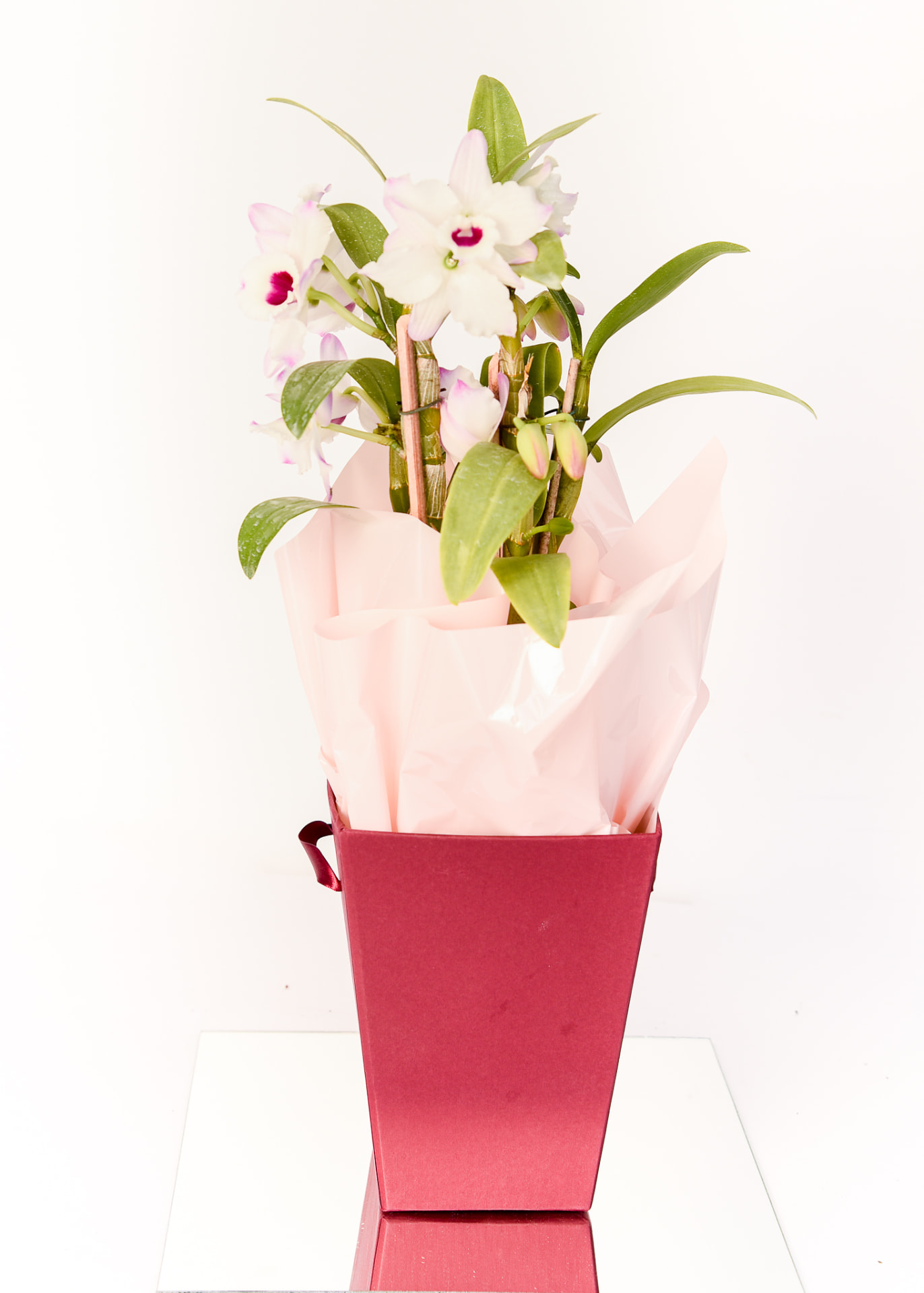 Orquidea Denphal branca com miolo pink em cachepo vinho