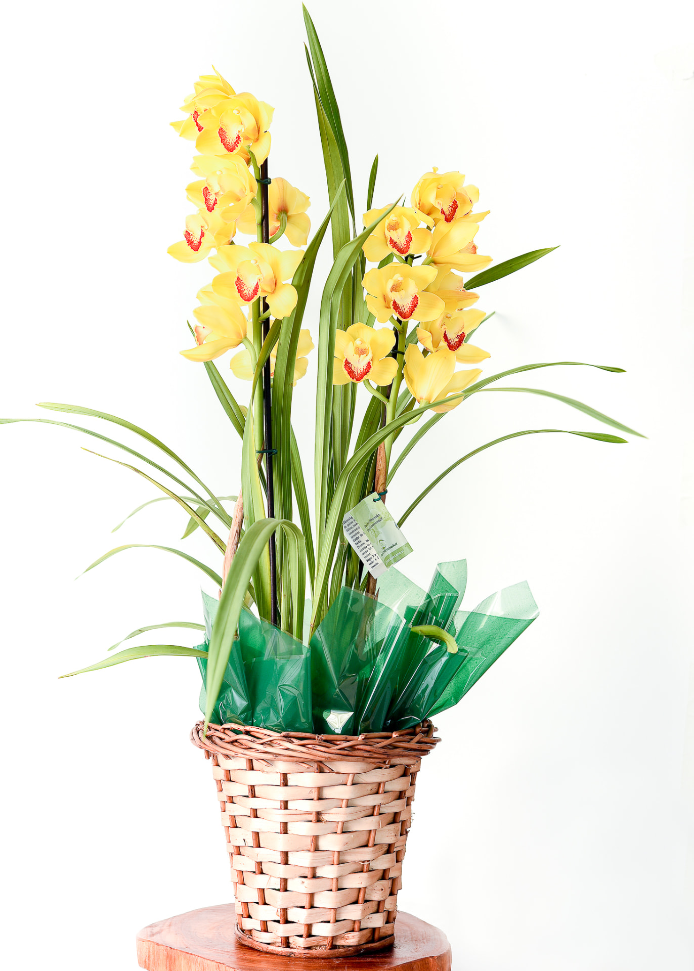 Orquidea Cymbidium amarela em cesta de vime