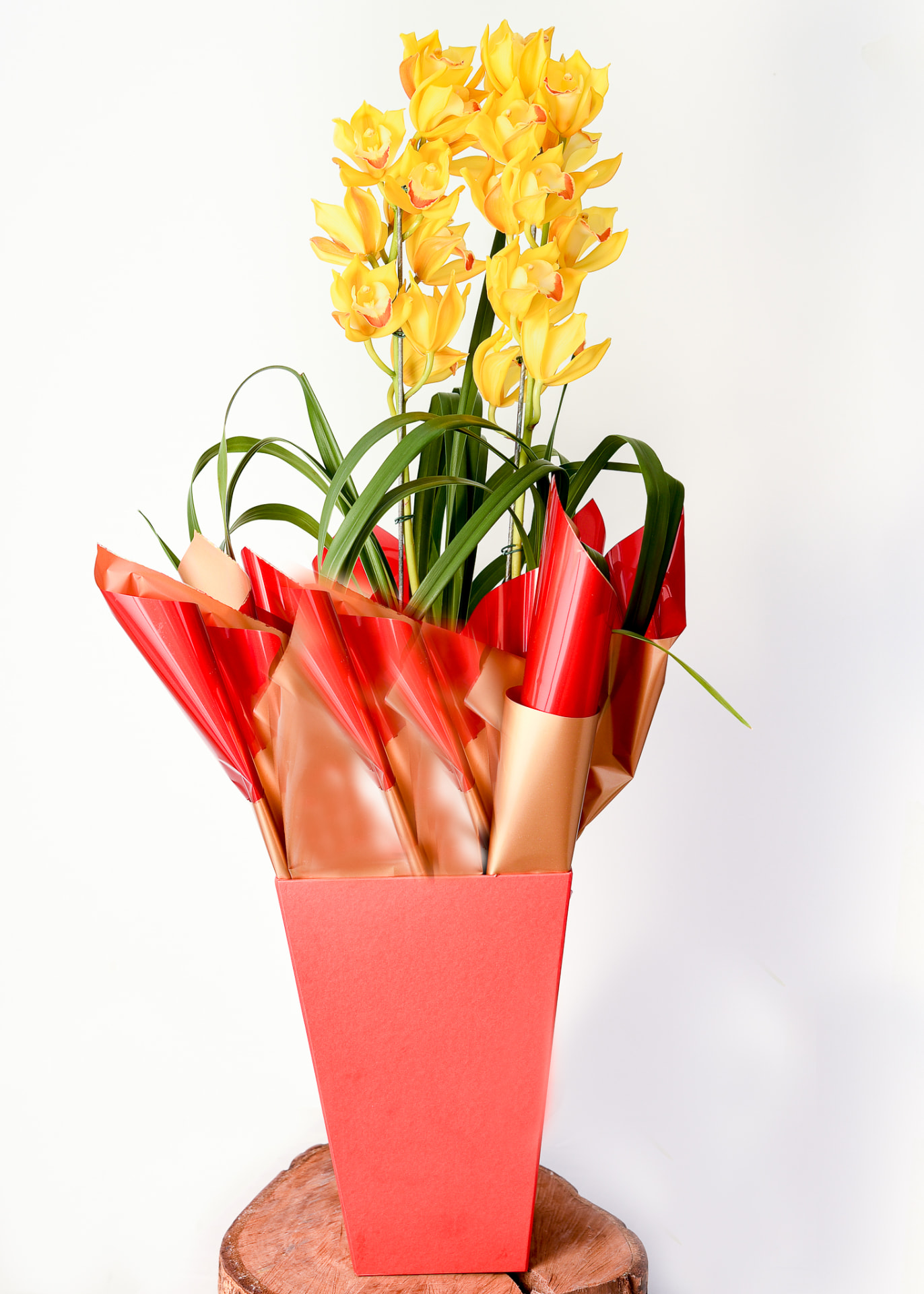 Orquidea Cymbidium amarela em cachepo vermelho